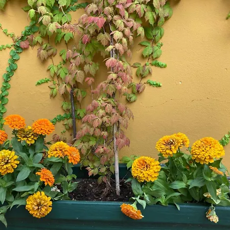 بيت ضيافة The Casa Blu Dependance La Casa Gialla