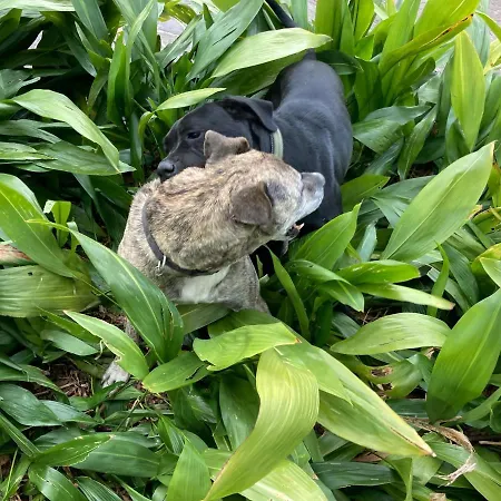 The Casa Blu Dependance La Casa Gialla Casa de hóspedes 3*